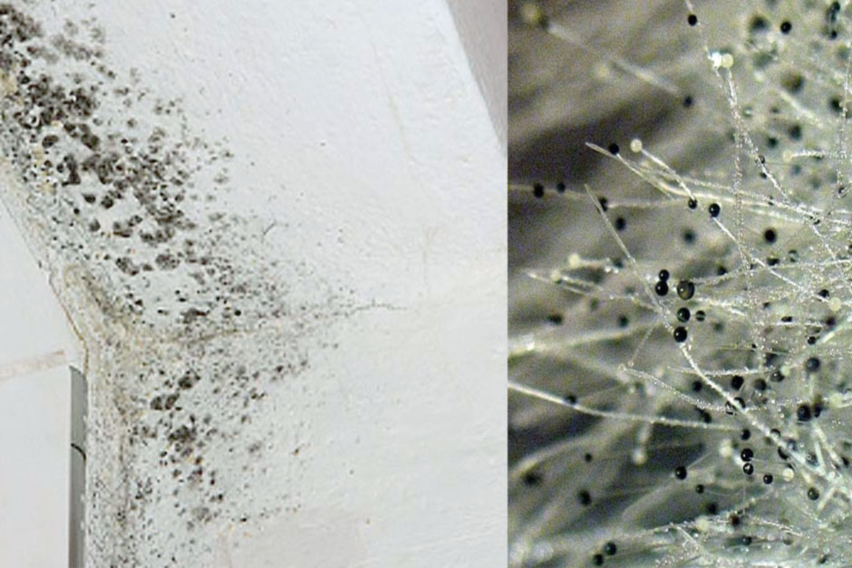 Aspergillus niger - плесневый грибок на стенах квартиры, черная плесень