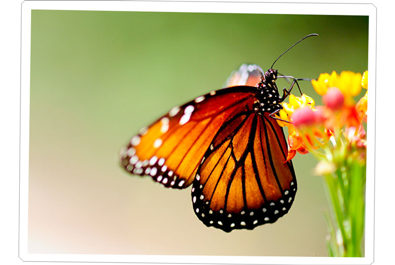 Бабочка Данаида Монарх 